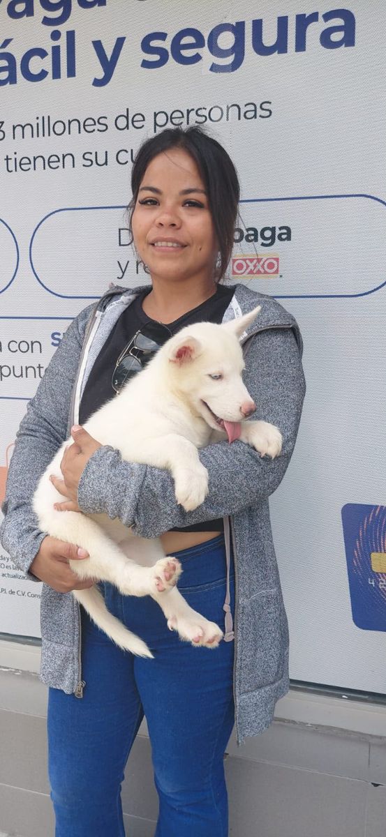 Husky siberiano entregado en Cárdenas