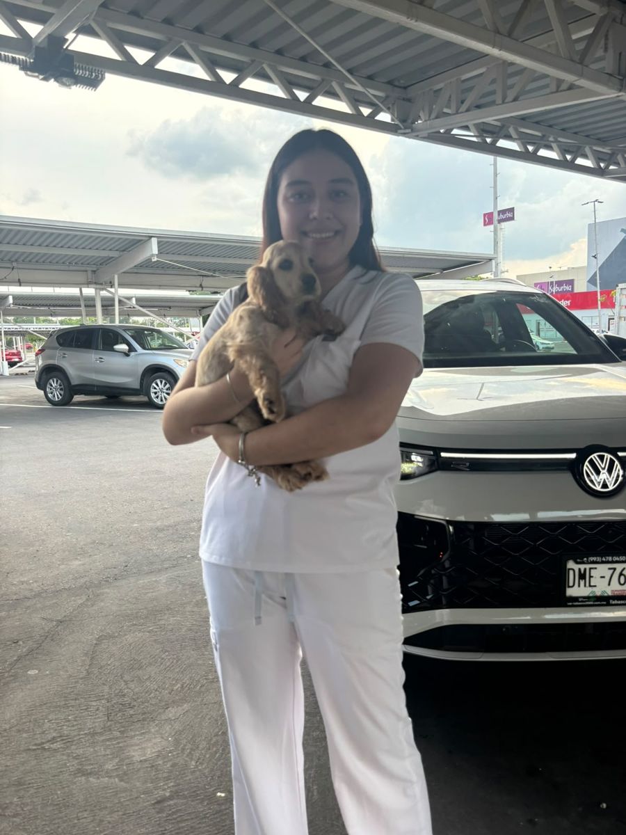 Cocker Spaniel inglés entregado en Chedraui Carrizal