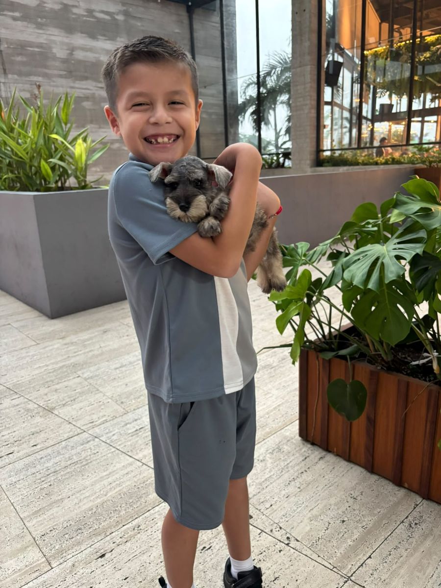 Schnauzer entregado en Plaza Osuna