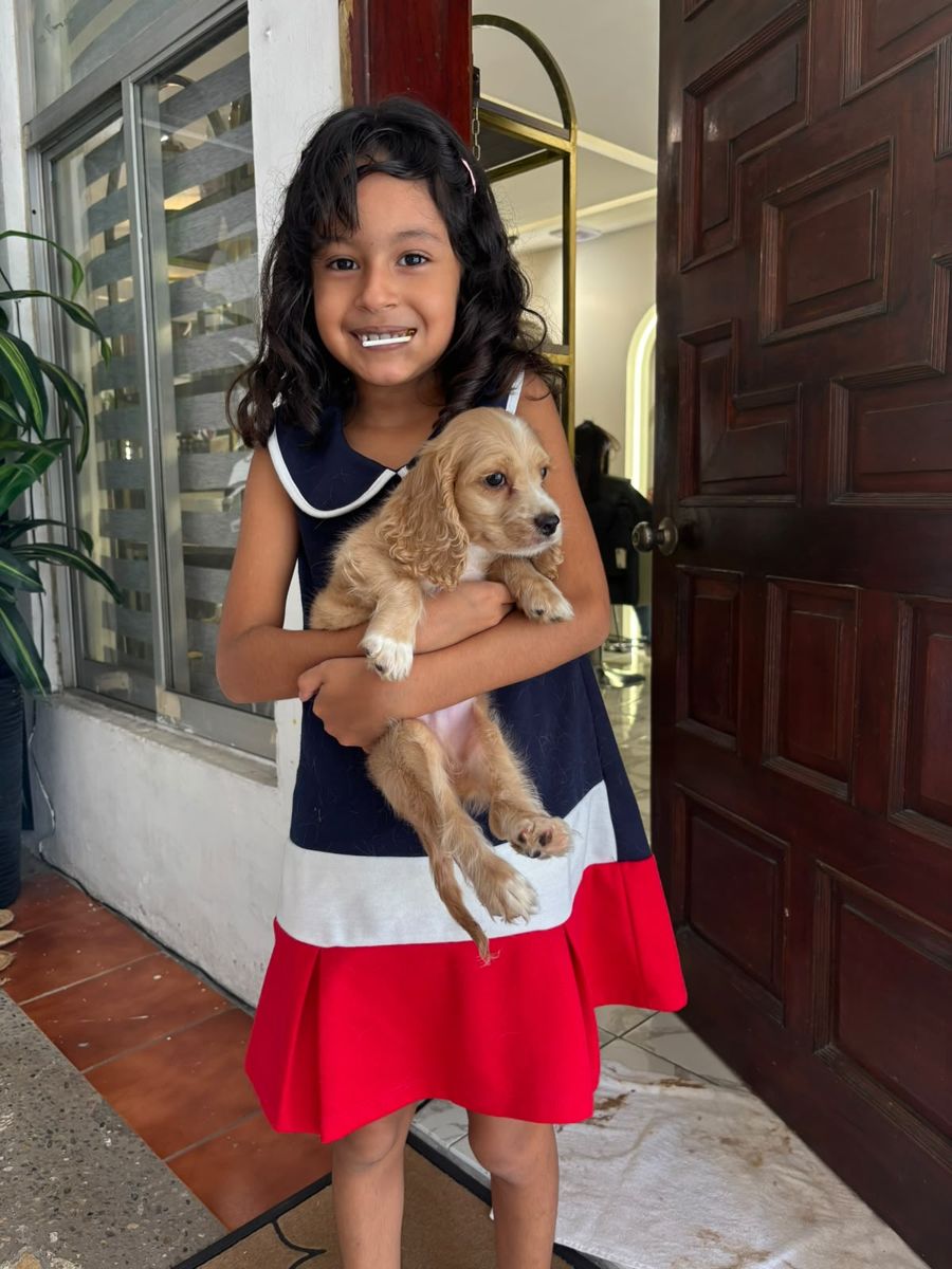 Cocker Spaniel inglés entregado en Villahermosa