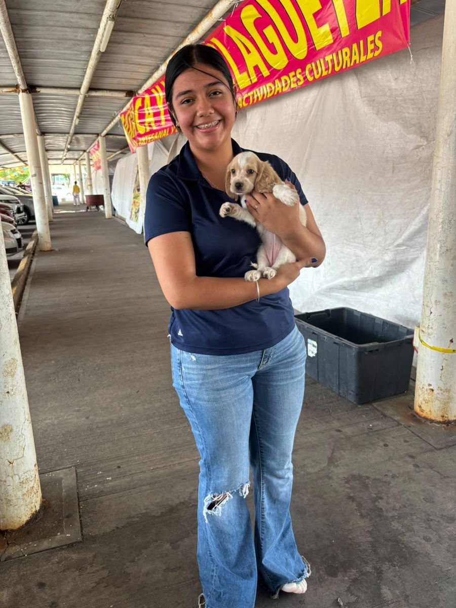 Cocker Spaniel inglés entregado en La Mega Deportiva