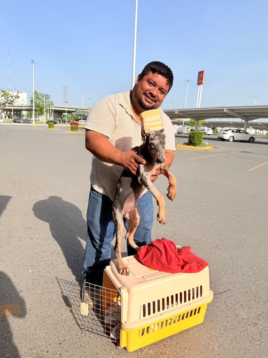 Doberman Merle entregado en Soriana Guayabal