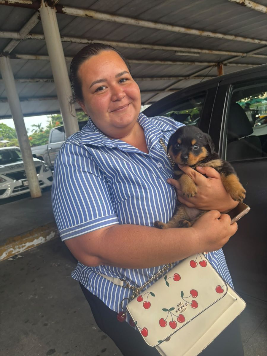 Rottweiler entregado en La Mega Deportiva